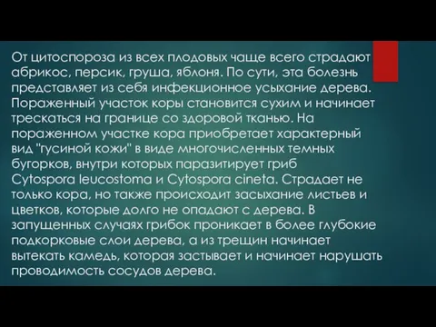 От цитоспороза из всех плодовых чаще всего страдают абрикос, персик, груша, яблоня.