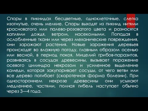 Споры в пикнидах бесцветные, одноклеточные, слегка изогнутые, очень мелкие. Споры выходят из