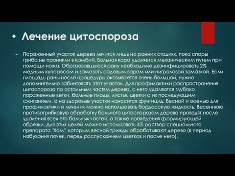 Лечение цитоспороза Пораженный участок дерева лечится лишь на ранних стадиях, пока споры