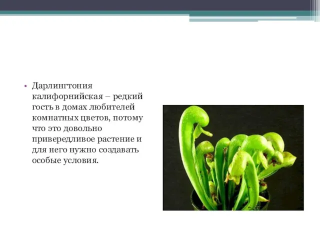 Дарлингтония калифорнийская – редкий гость в домах любителей комнатных цветов, потому что