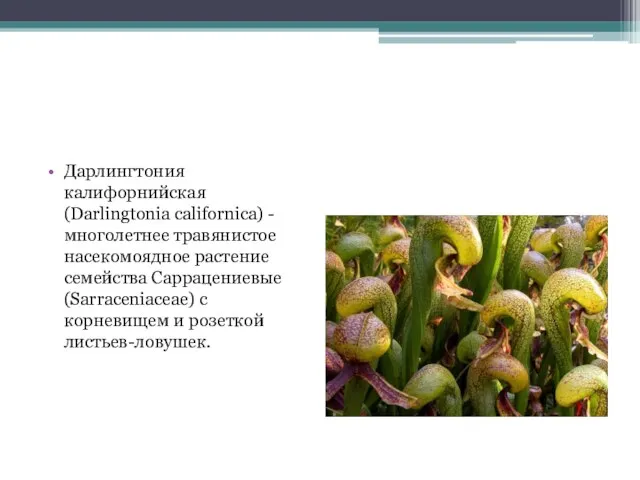 Дарлингтония калифорнийская (Darlingtonia californica) - многолетнее травянистое насекомоядное растение семейства Саррацениевые (Sarraceniaceae)