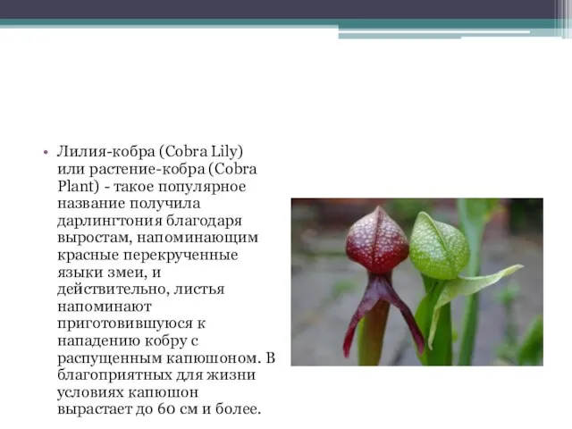 Лилия-кобра (Cobra Lily) или растение-кобра (Cobra Plant) - такое популярное название получила