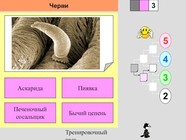 Тренировочный тест 1 Печеночный сосальщик Бычий цепень 5 2 3 4 2 3 Пиявка Аскарида Черви