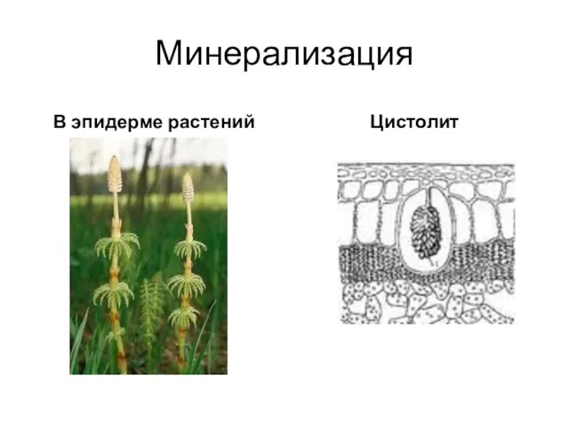 Минерализация В эпидерме растений Цистолит