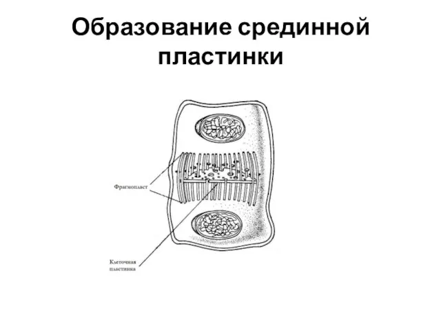 Образование срединной пластинки