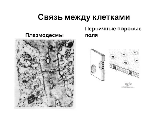 Связь между клетками Плазмодесмы Первичные поровые поля