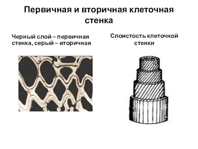 Первичная и вторичная клеточная стенка Черный слой – первичная стенка, серый – вторичная Слоистость клеточной стенки