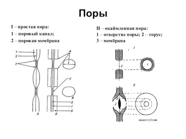 Поры I – простая пора: 1 – поровый канал; 2 – поровая