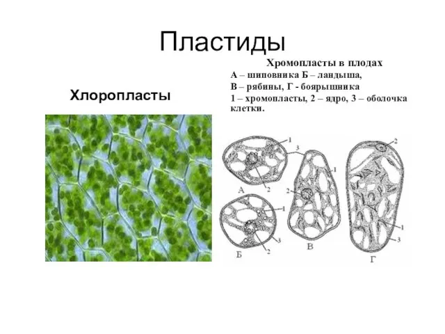 Пластиды Хлоропласты Хромопласты в плодах А – шиповника Б – ландыша, В