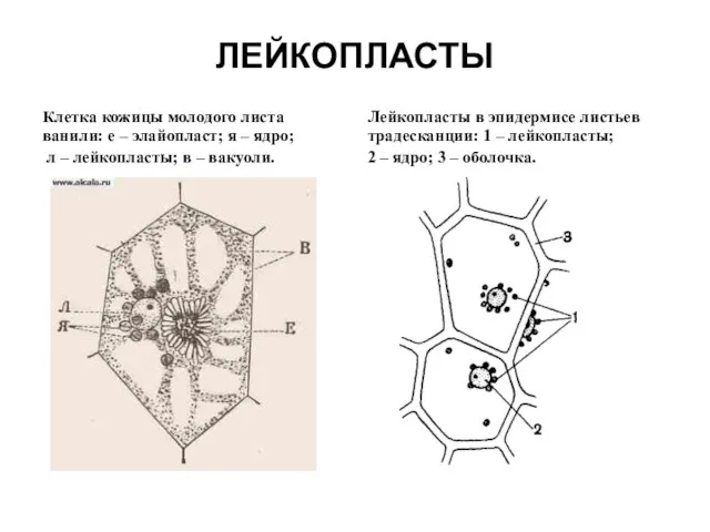 ЛЕЙКОПЛАСТЫ Клетка кожицы молодого листа ванили: e – элайопласт; я – ядро;