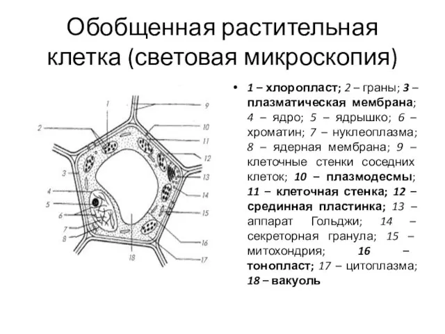 Обобщенная растительная клетка (световая микроскопия) 1 – хлоропласт; 2 – граны; 3