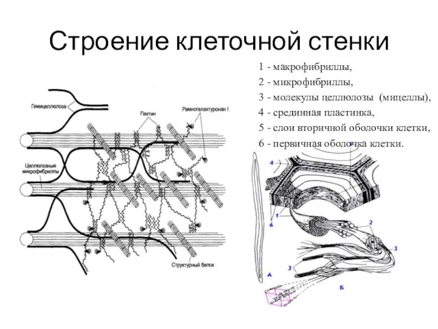 Строение клеточной стенки 1 - макрофибриллы, 2 - микрофибриллы, 3 - молекулы