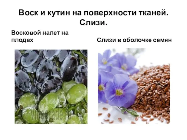 Воск и кутин на поверхности тканей. Слизи. Восковой налет на плодах Слизи в оболочке семян