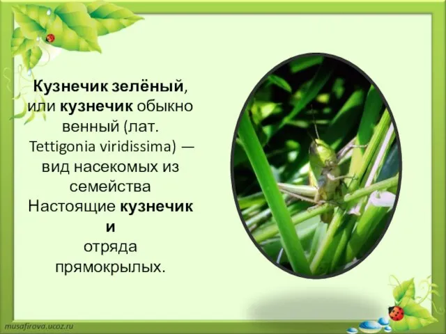 Кузнечик зелёный, или кузнечик обыкновенный (лат. Tettigonia viridissima) — вид насекомых из
