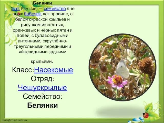 Беля́нки (лат. Pieridae) — семейство дневных бабочек, как правило, с белой окраской