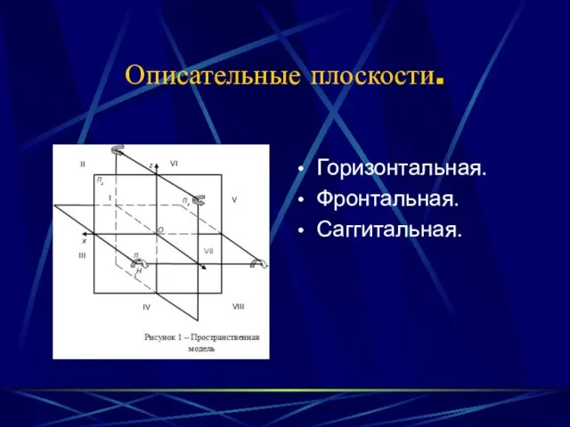 Описательные плоскости. Горизонтальная. Фронтальная. Саггитальная.