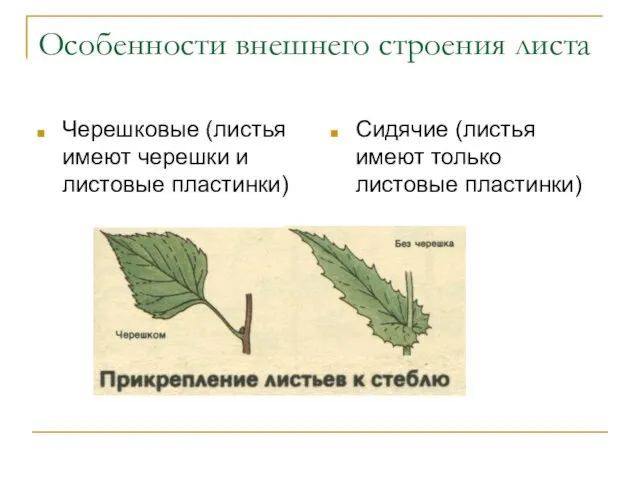 Особенности внешнего строения листа Черешковые (листья имеют черешки и листовые пластинки) Сидячие