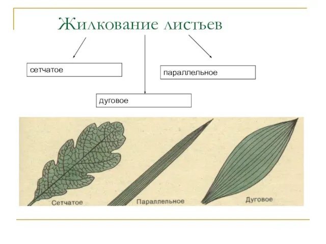 Жилкование листьев сетчатое параллельное дуговое