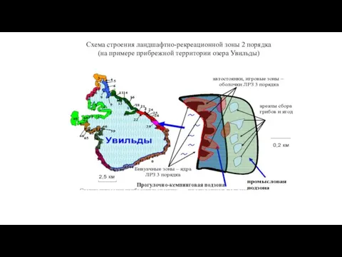 Схема строения ландшафтно-рекреационной зоны 2 порядка (на примере прибрежной территории озера Увильды) Прогулочно-кемпинговая подзона