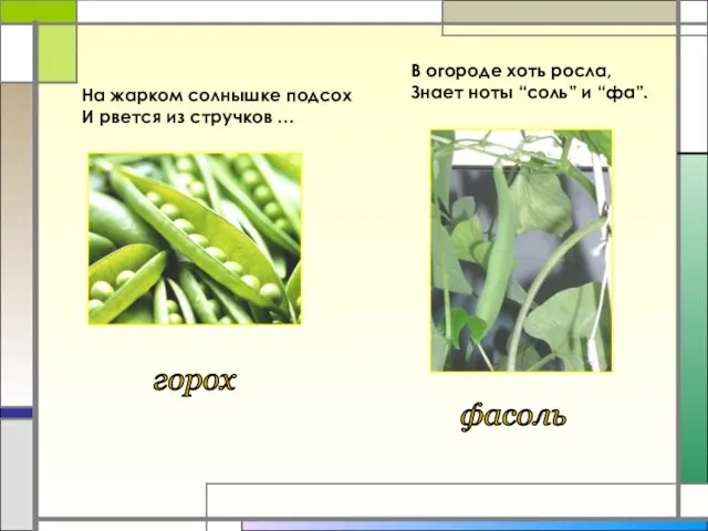 На жарком солнышке подсох И рвется из стручков … В огороде хоть