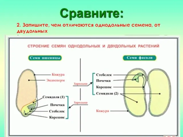 2. Запишите, чем отличаются однодольные семена, от двудольных