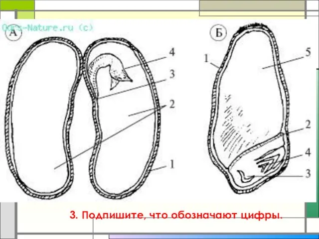 3. Подпишите, что обозначают цифры.