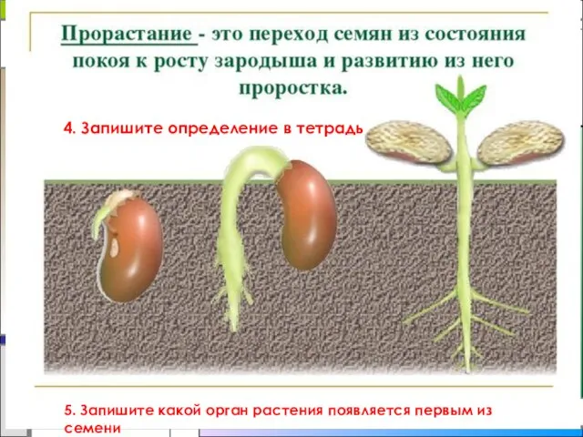 Развитие растения из семени 4. Запишите определение в тетрадь 5. Запишите какой