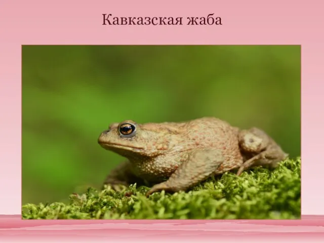 Кавказская жаба