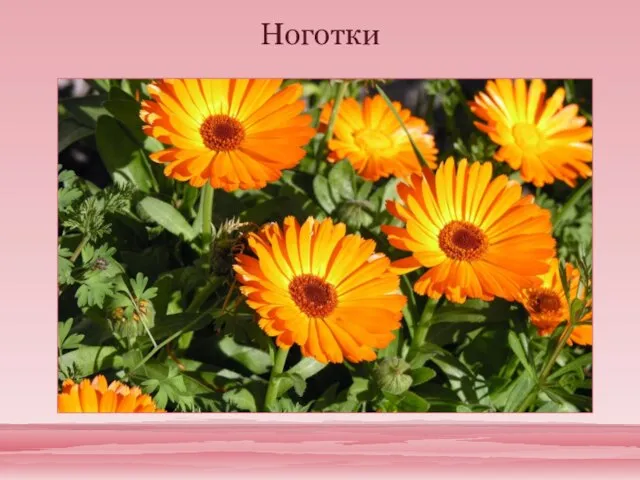 Ноготки