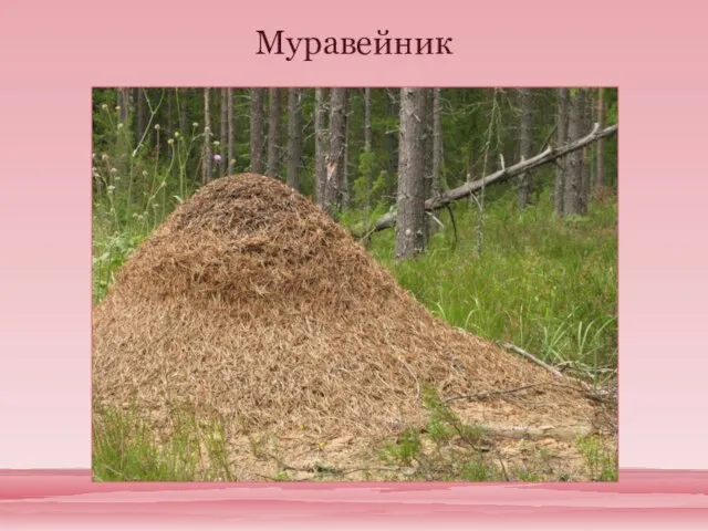 Муравейник