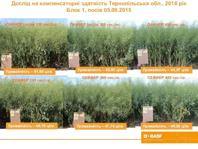 Дослід на компенсаторні здатність Тернопільська обл., 2016 рік Блок 1, посів 05.09.2015