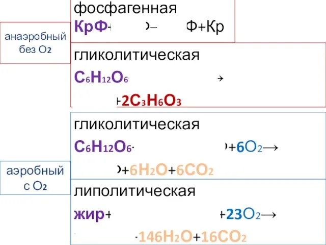 анаэробный без О2 фосфагенная КрФ+АДФ→АТФ+Кр гликолитическая С6Н12О6+2АДФ+2Ф→ 2АТФ+2С3Н6О3 аэробный с О2 липолитическая