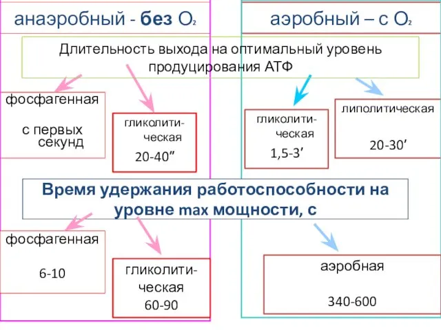 фосфагенная с первых секунд гликолити-ческая 20-40′′ гликолити-ческая 1,5-3′ липолитическая 20-30′ анаэробный -