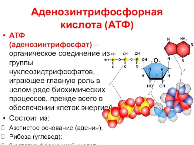 Аденозинтрифосфорная кислота (АТФ) АТФ (аденозинтрифосфат) – органическое соединение из группы нуклеозидтрифосфатов, играющее