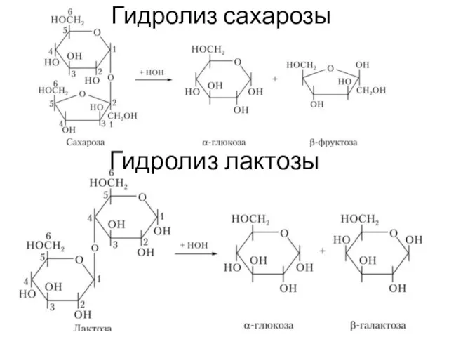 Гидролиз сахарозы Гидролиз лактозы