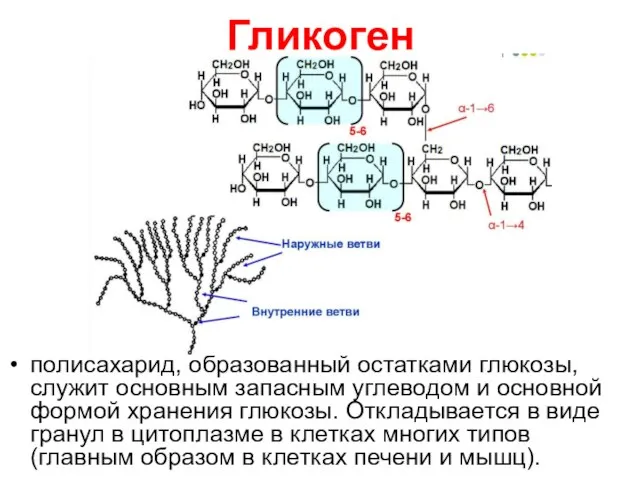 Гликоген полисахарид, образованный остатками глюкозы, служит основным запасным углеводом и основной формой