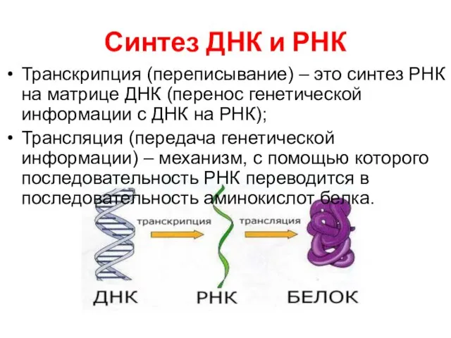 Синтез ДНК и РНК Транскрипция (переписывание) – это синтез РНК на матрице