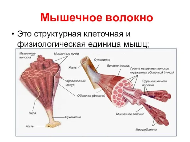 Мышечное волокно Это структурная клеточная и физиологическая единица мышц; многоядерная клетка (миоцит).