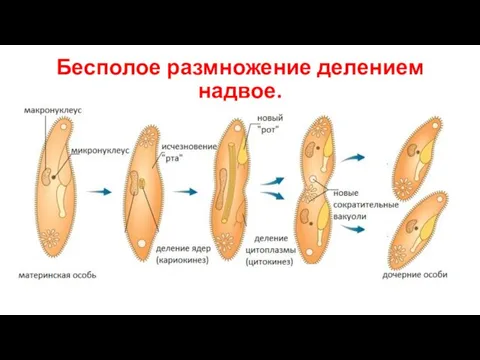 Бесполое размножение делением надвое.