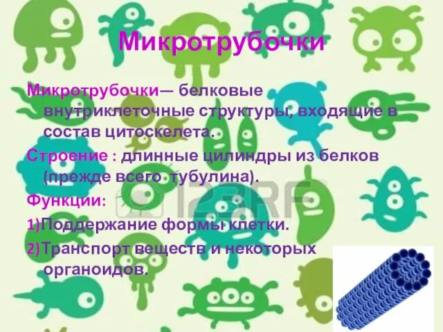 Микротрубочки Микротрубочки— белковые внутриклеточные структуры, входящие в состав цитоскелета. Строение : длинные