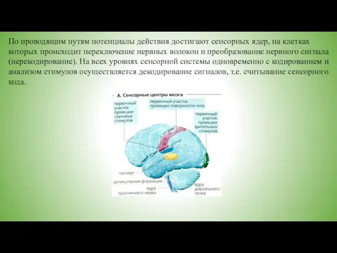 По проводящим путям потенциалы действия достигают сенсорных ядер, на клетках которых происходит