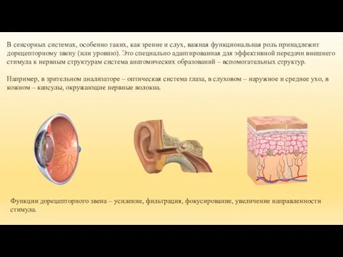 В сенсорных системах, особенно таких, как зрение и слух, важная функциональная роль