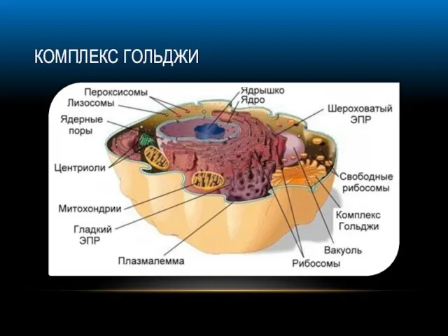 КОМПЛЕКС ГОЛЬДЖИ