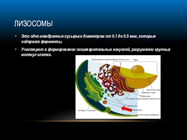 ЛИЗОСОМЫ Это одно мембранные пузырьки диаметром от 0,1 до 0,5 мкм, которые