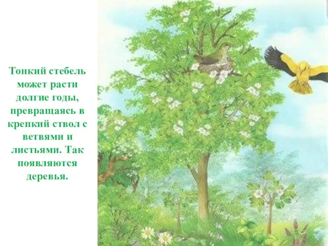 Тонкий стебель может расти долгие годы, превращаясь в крепкий ствол с ветвями