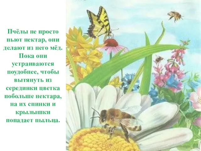 Пчёлы не просто пьют нектар, они делают из него мёд. Пока они