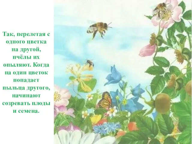 Так, перелетая с одного цветка на другой, пчёлы их опыляют. Когда на