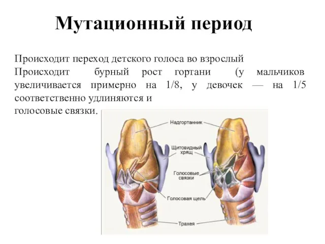 Мутационный период Происходит переход детского голоса во взрослый Происходит бурный рост гортани