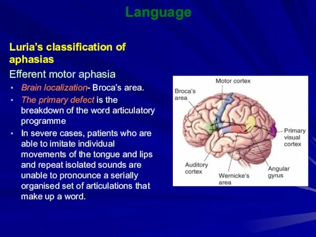 Language Luria’s classification of aphasias Efferent motor aphasia Brain localization- Broca’s area.