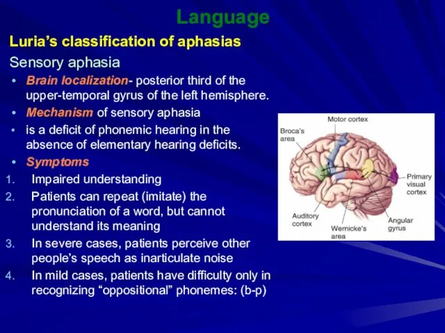 Language Luria’s classification of aphasias Sensory aphasia Brain localization- posterior third of